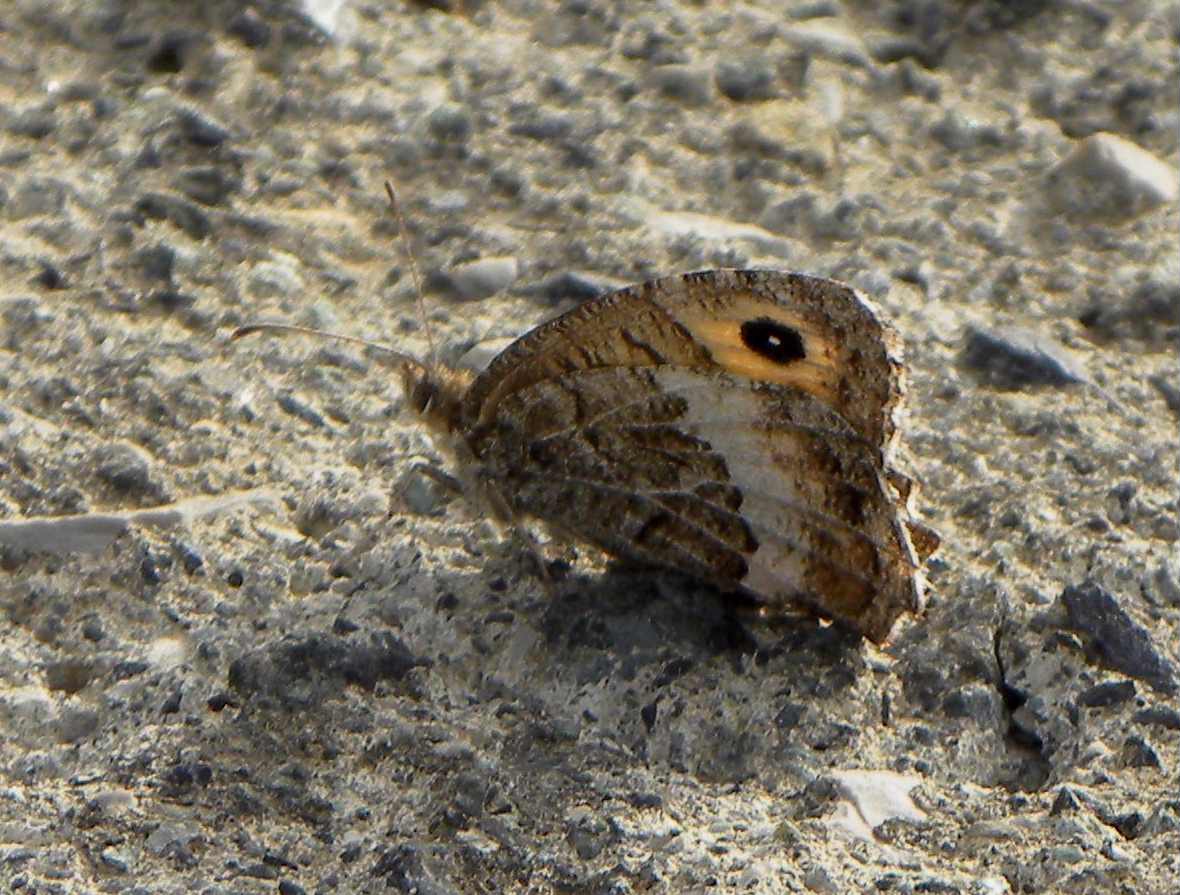 farfalla da identificare